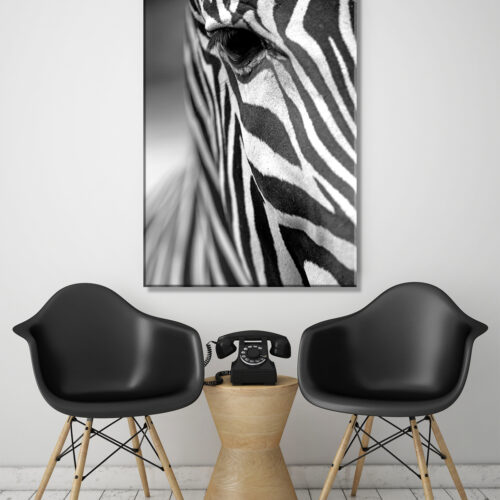 obraz na plotnie Afryka Zebra