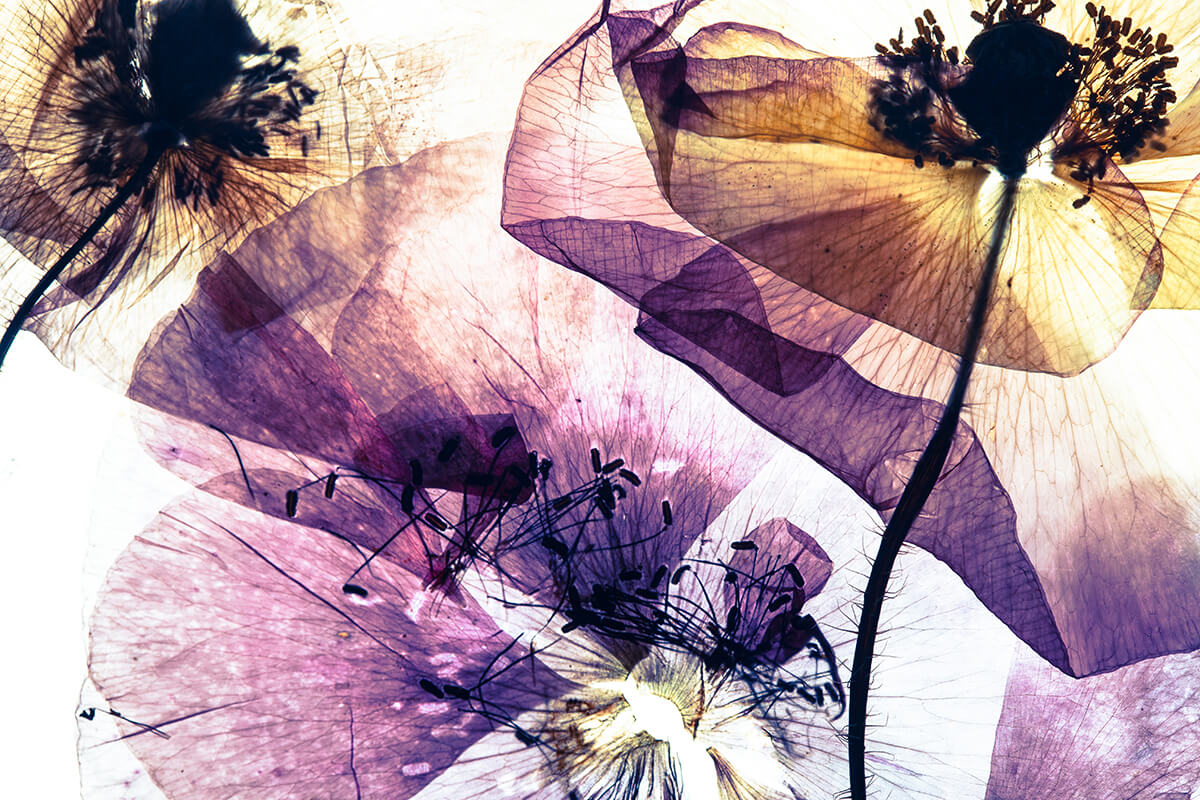 Obrazy z kwiatami Maki Abstrakcja