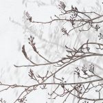 Jasna fototapeta z delikatnym cieniem gałązek i subtelnym roślinnym motywem w naturalnym stylu wabi-sabi.